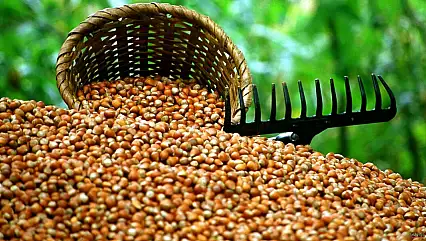 5 Aralık 2025 Düzce Fındık Fiyatları | Akçakoca'da Depo Dolu! 317 TL Bandı Isınıyor