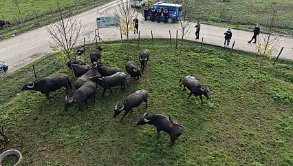 Manda yetiştiriciliğine güçlü destek