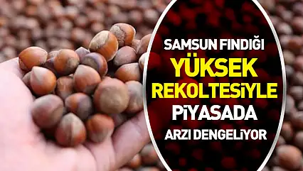 Samsun Fındığı Yüksek Rekoltesiyle Piyasada Arzı Dengeliyor