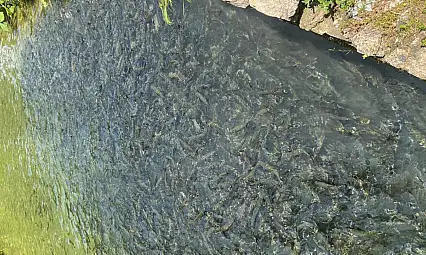 Bolu'nun Mudurnu İlçesinde Su Ürünleri Tesislerine Denetim