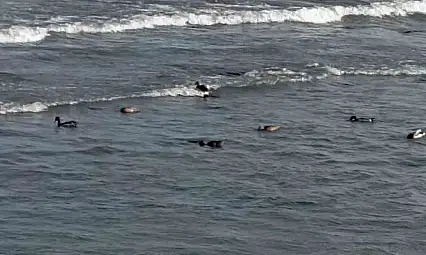 Ordu'da yaban ördek şöleni