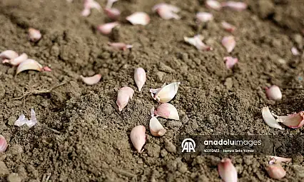 taşköprü sarımsağında dikim sezonu başladı