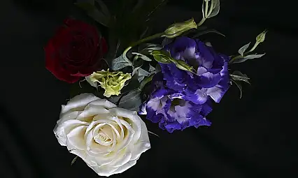 Türkiye'den yılbaşı için 12 milyon dolarlık çiçek ihracatı