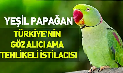 Yeşil papağan: Türkiye'nin göz alıcı ama tehlikeli istilacısı