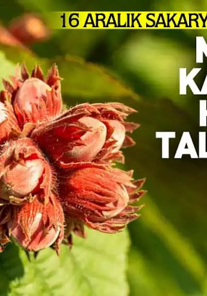 16 Aralık Sakarya Fındık Fiyatları | Marmara–Karadeniz Hattında Talep Canlı