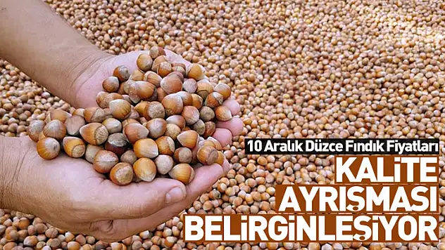 10 Aralık Düzce Fındık Fiyatları | Kalite Ayrışması Belirginleşiyor