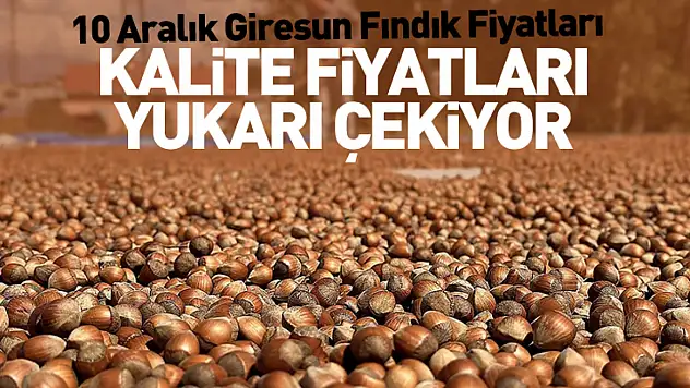 10 Aralık Giresun Fındık Fiyatları | Kalite Fiyatları Yukarı Çekiyor