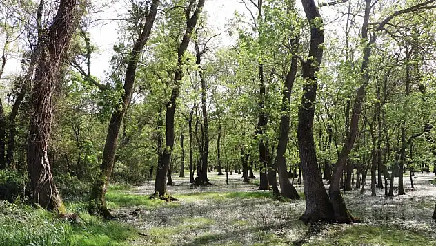 Kuş Cenneti'nde su papatyası güzelliği