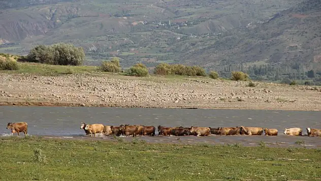 Afrika çöllerini aratmıyordu, şimdiyse kamelyalar sular altında kaldı