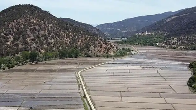 İlk çeltik fabrikasının kurulduğu Tosya'da çeltik ekimi başladı