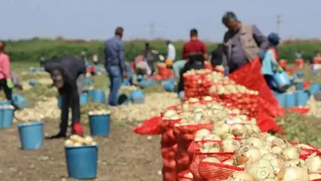 Çukurova'da hasadın yaygınlaşmasıyla soğanın fiyatı düşüyor