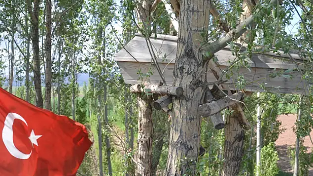 Görenler gözlerine inanamıyor, ağaçların dallarında meyve değil tabut var