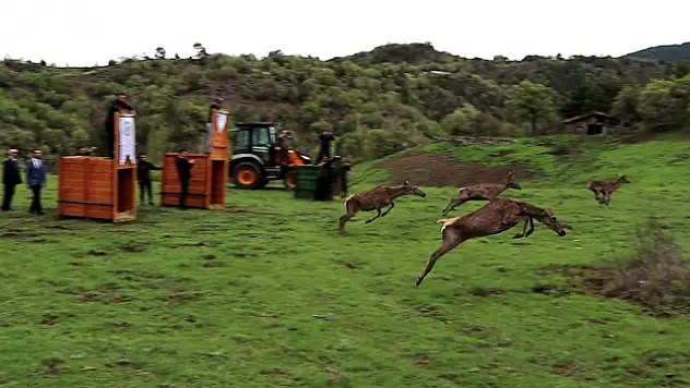 Çorum'da 4 kızıl geyik doğaya salındı