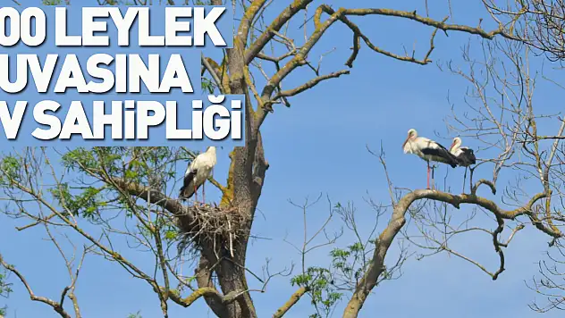 900 leylek yuvasına ev sahipliği yapıyor