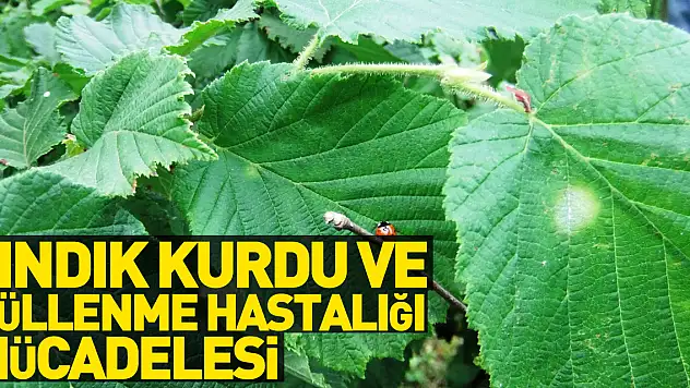 Fındık kurdu ve küllenme hastalığı ile mücadele zamanı