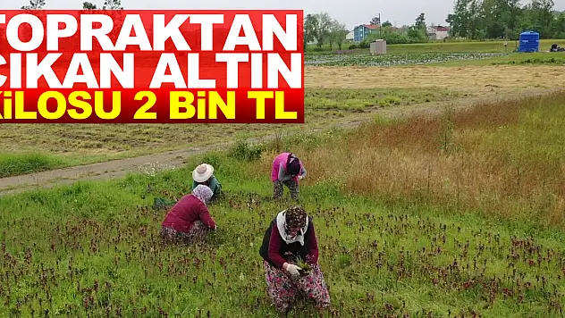 Topraktan çıkan altın: Kilosu 2 bin TL