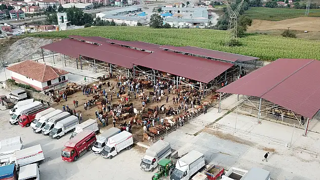 Havza'da canlı hayvan pazarı açıldı