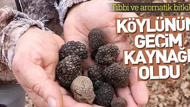 Tıbbi ve aromatik bitkiler orman köylüsünün geçim kaynağı oluyor