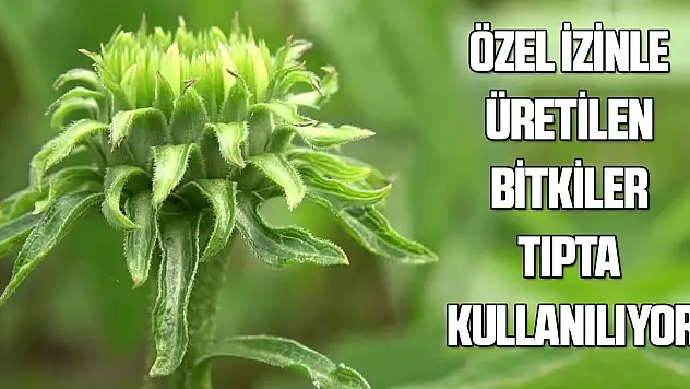 Özel izinle üretilen bitkiler tıpta kullanılıyor
