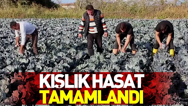 Bafra Ovası'nda kışlık sebze hasadı tamamlandı