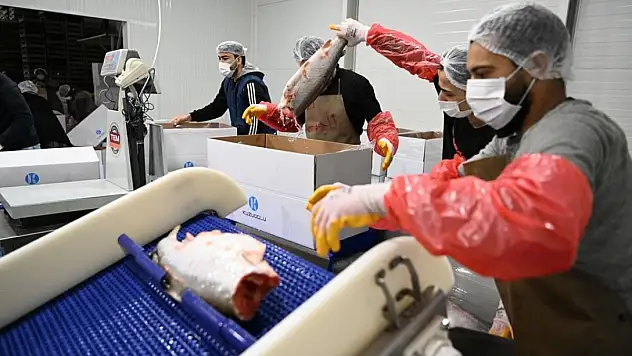 Kayseri'deki tesiste günlük 60 ton balık işleniyor