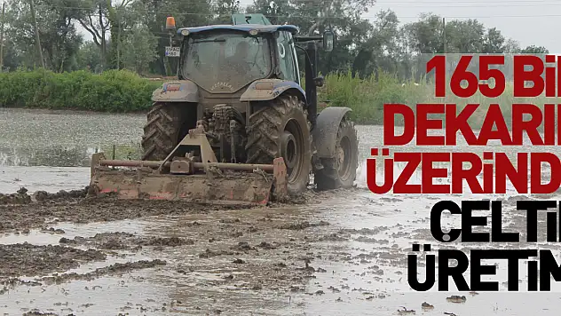 Samsun'un 4 ilçesinde 165 bin dekarın üzerinde çeltik üretimi yapılıyor
