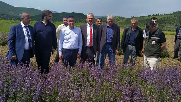Samsun 'tıbbı aromatik bitki' üretiminde merkez oluyor