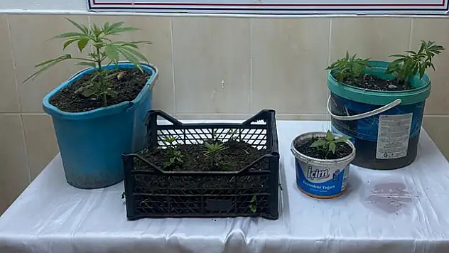 Samsun'da uyuşturucu operasyonunda 1 zanlı yakalandı