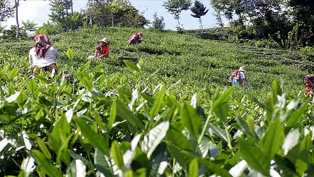 ÇAYKUR'dan üreticilere 'hasat için acele etmeyin' uyarısı