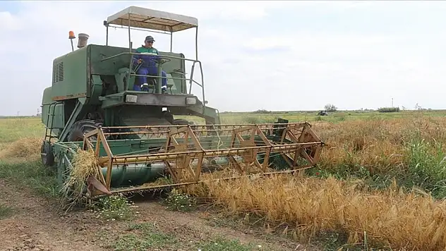 Doğu Akdeniz Tarımsal Araştırma Enstitüsü yeni buğday ve arpa çeşitleri geliştirdi