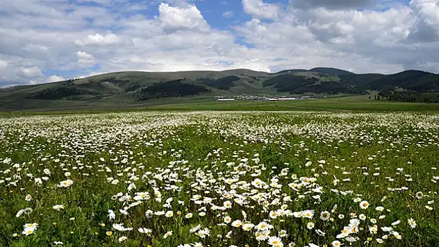Sarıkamış'ın doğası papatya ve gelinciklerle süslendi