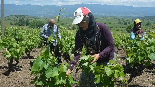 Tokat'ta bağ yaprağı hasadı başladı