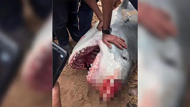 Köpekbalığı saldırısına uğrayan Rus turist öldü