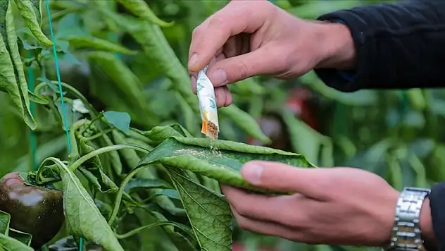 Zararlılarla mücadelede zirai ilaç yerine faydalı böcek uygulaması yaygınlaşıyor