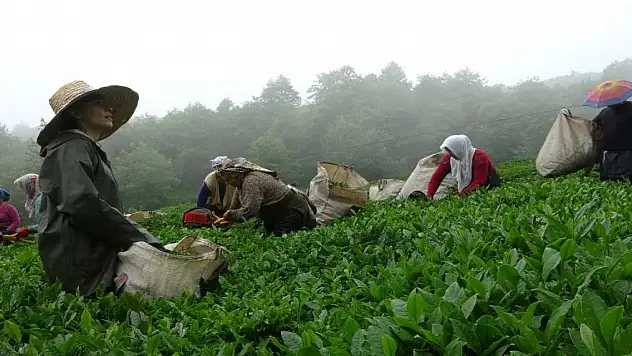 Giresun'da kemençe eşliğinde çay hasat şenliği yapıldı