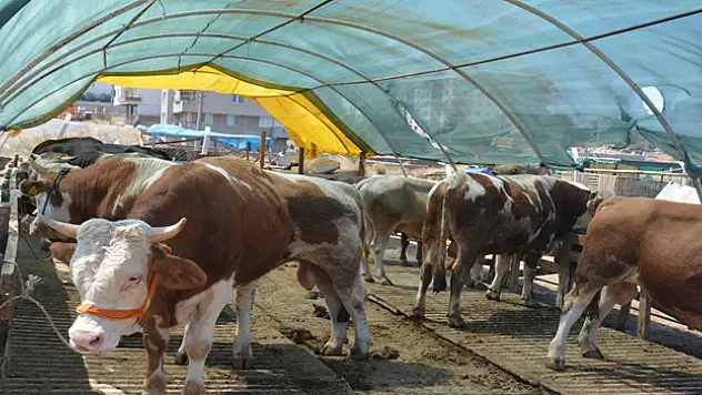 Kurbanlık seçerken bunlara dikkat edin