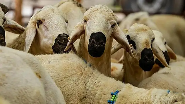 STK'ler kurban bağışlarını depremzedelere ulaştıracak