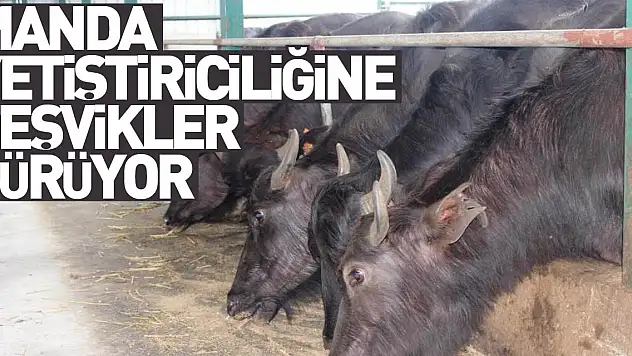 Samsun'da manda yetiştiriciliğine teşvikler sürüyor