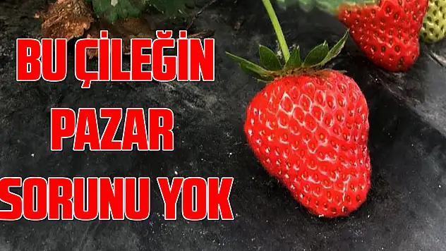 Bu çileğin pazar sorunu yok