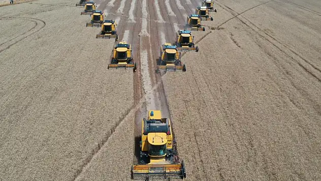 Türkiye'nin tahıl ambarında bu yıl 200 bin ton buğday hasadı bekleniyor