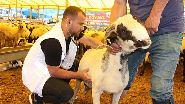Samsun'da veteriner kontrolünde kurban satışı