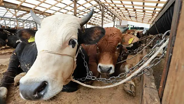 Kurbanlık hayvanın strese girmemesine dikkat