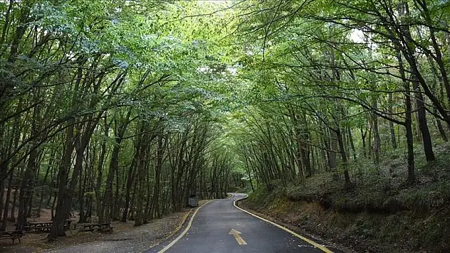 İstanbul'da ormanlık alanlara girişler 15 Ekim'e kadar yasaklandı