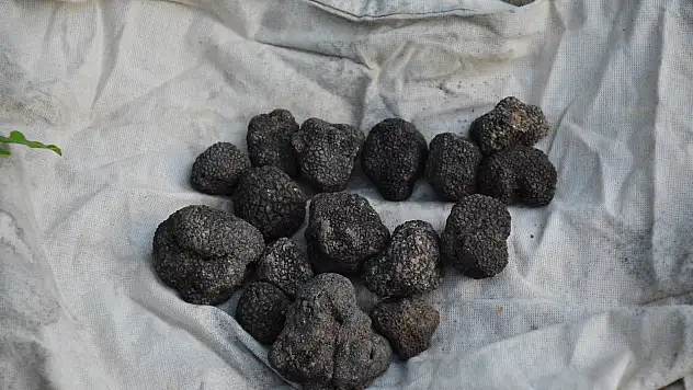 Amasya'da ormancılar yaklaşık 100 kilogram trüf mantarı topladı