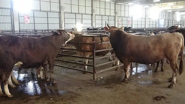 Samsun'da kurban kesim yerleri belli oldu