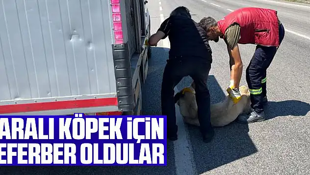Yaralı köpek için seferber oldular