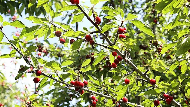 Tescilli 'dalbastı kirazı'nda hasat başladı