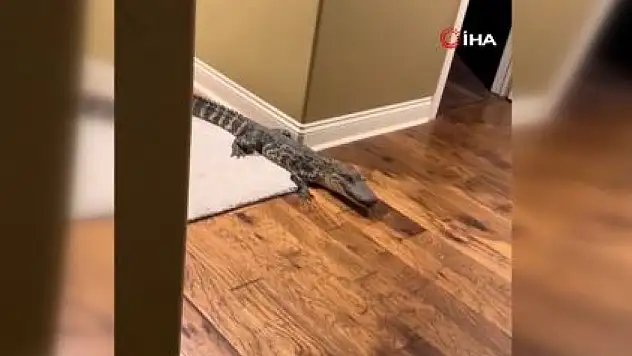 eve 1.5 metrelik timsah girdi