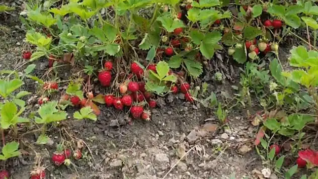 Bursa'da çilek üreticisine şok...Geçen yıl 18 liraydı, bu yıl 5 lira