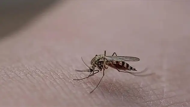İstanbul'da sivrisinek yaraları nedeniyle hastanelere başvurular artıyor